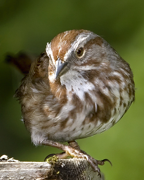 Song Sparrow